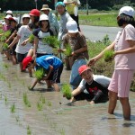 子供達の田植え