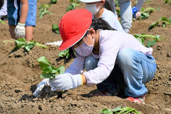 玉川小学校の生徒たちがさつま芋の苗植え体験を行いました！！
