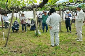 締り房づくりに向け、園地を巡回・指導