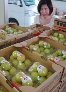 県内トップの生産量！　すもも「大石早生」初出荷