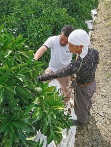 柑橘部会トレーナー制度導入