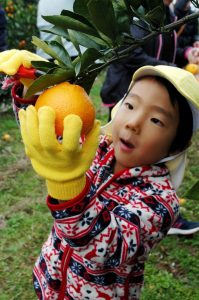 はじめてのみかん狩り！　南筑後食と農の推進協議会