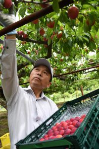 すもも「大石早生」出荷ピーク