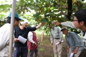 キウイフルーツ安定生産めざす　キウイ夏期管理講習会