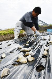 新規導入作物「にんにく」に乗り出す