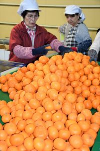 初夏の味覚味わって!「南津海」出荷終盤