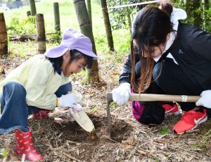 たけのこ見つけたよ！幼稚園たけのこ堀体験