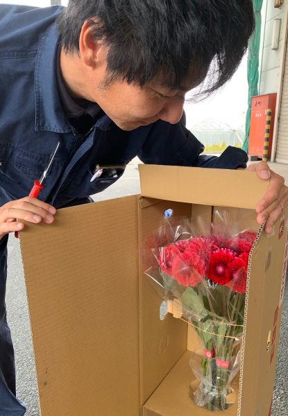 家庭に花を！ダリア出荷スタート