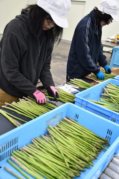 食味良好！アスパラガス出荷スタート！