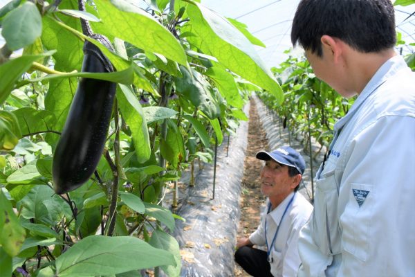 なす部会現地研修会を行っています！