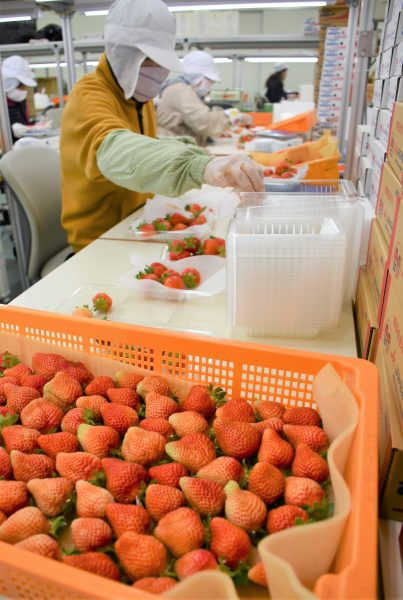 いちご「博多あまおう」集出荷終盤！