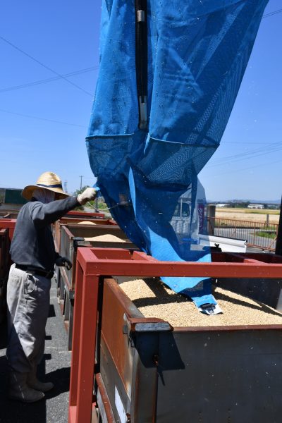 大麦「はるしずく」収穫開始！荷受け作業で活気づく！