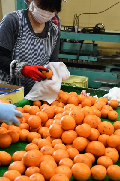 初夏の味覚味わって・「南津海」出荷最盛期！