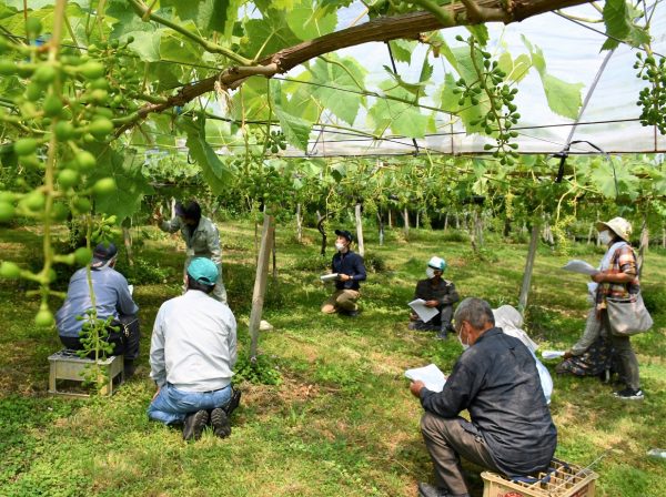 巨峰など栽培管理を確認・大牟田ぶどう部会現地研修会！