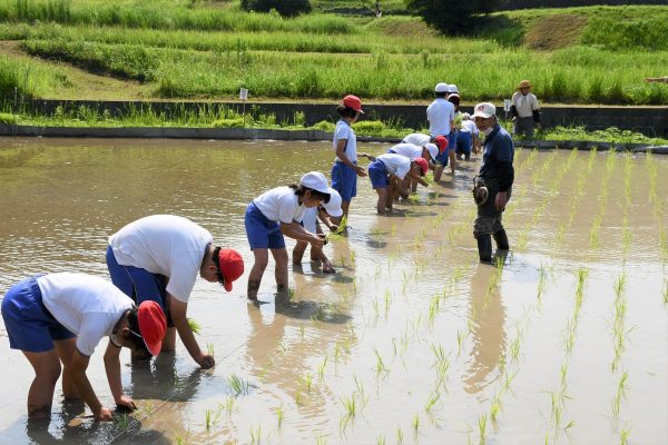 「食」と「農」を学ぶ「田んぼの教室」を開催しました！！