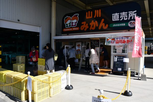 「山川みかん直売所」が令和３年９月１４日よりオープンします！！