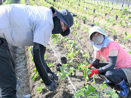 令和４年度 農業研修生募集（いちご）