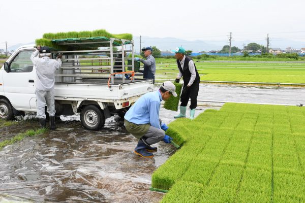 田植えシーズン到来　育苗配布開始！