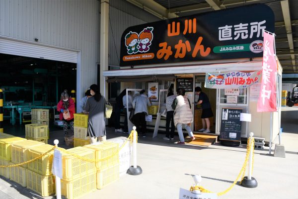 「山川みかん直売所」が令和５年９月２０日よりオープンします！！