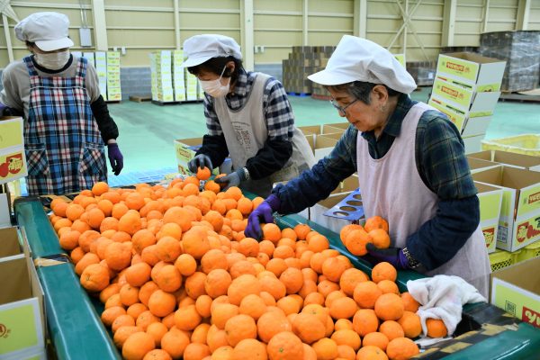 初夏の味「南津海」みかん出荷スタート