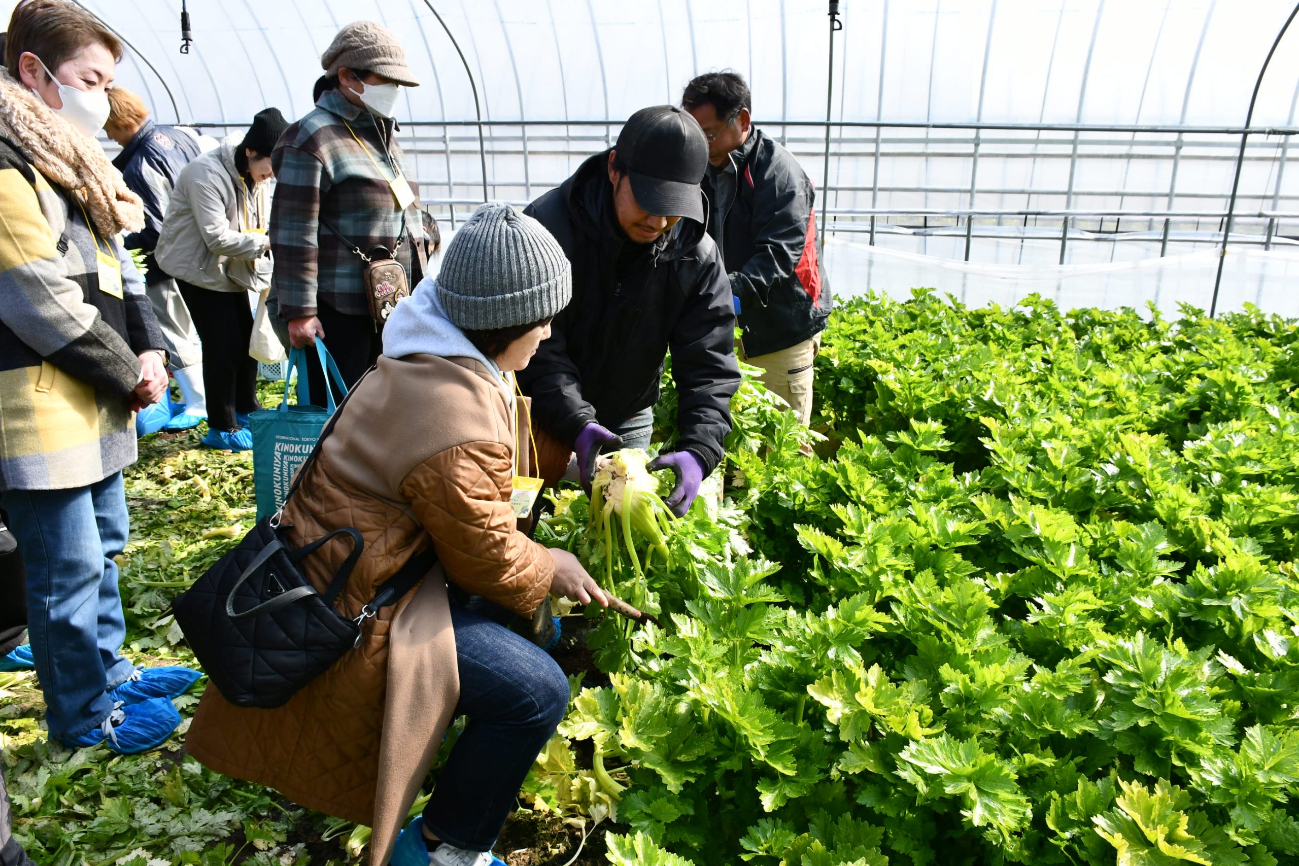 みやま市でセロリ収穫体験、農業の魅力を直接体験 - JAみなみ筑後