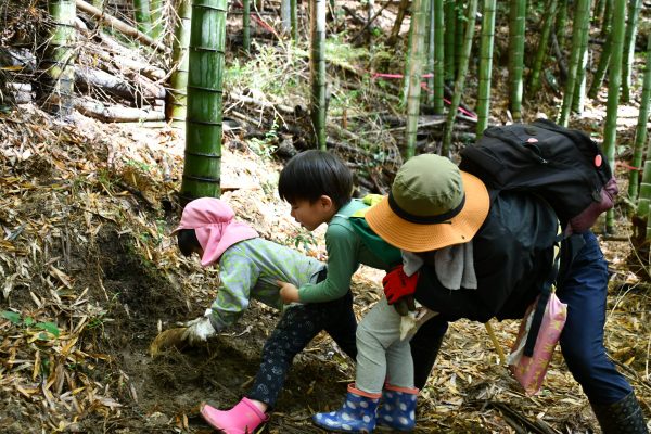 たけのこ掘ったよ！園児たけのこ堀体験