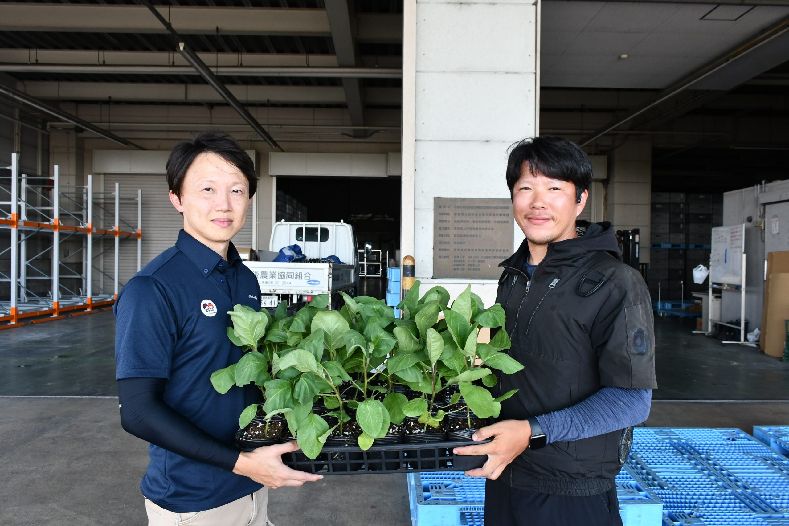 冬春なす栽培に向けてなす苗配布開始 - JAみなみ筑後