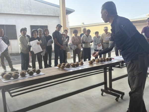 キウイ「甘うぃ」仕上がり順調