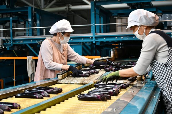 博多なす７，０００トン計画～来年７月まで出荷～