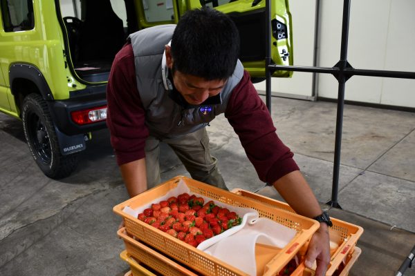いちご「博多あまおう」出荷順調