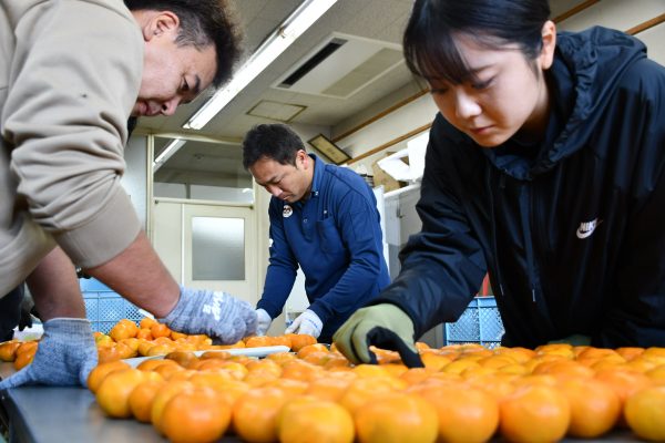 ドローン散布の効果確認～みかん果実でサンプル調査～