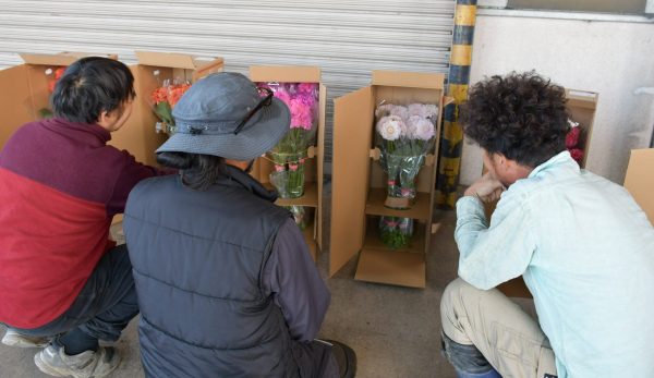 ダリア出荷が本格化～規格基準を再確認～