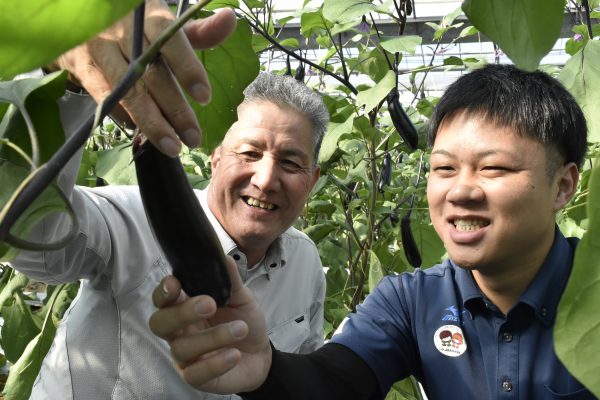 授粉不要なすに全て切り替え～作業省力化、冬の品質安定も～