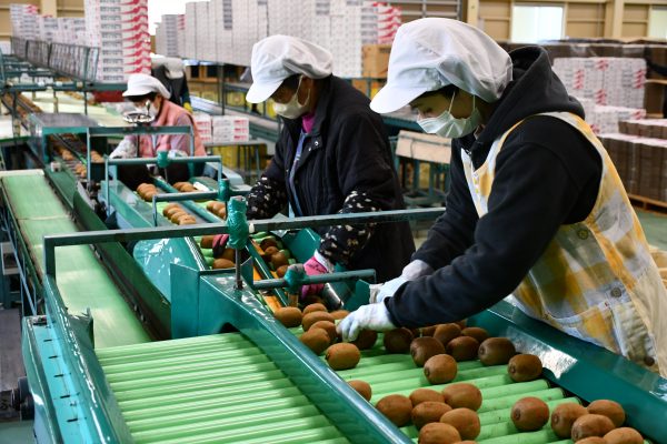 キウイ選果始まる～仕上がり良好～
