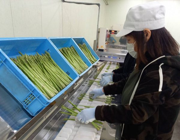 春芽アスパラ良質～太く食味良好３月最盛へ～