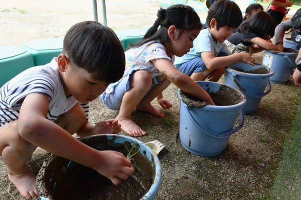 山川幼稚園　バケツ稲に挑戦！